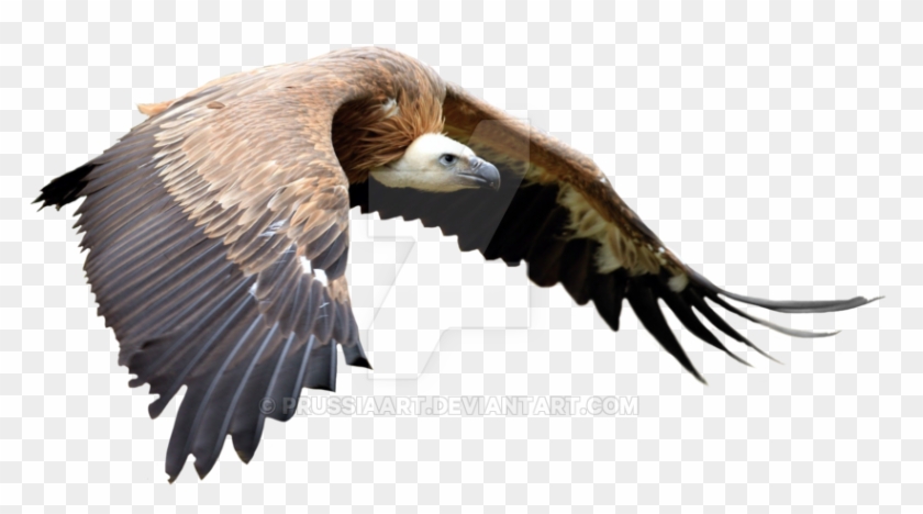 Flight Of Golden Eagle - Can Yücel In Güzel Sözleri #1217523