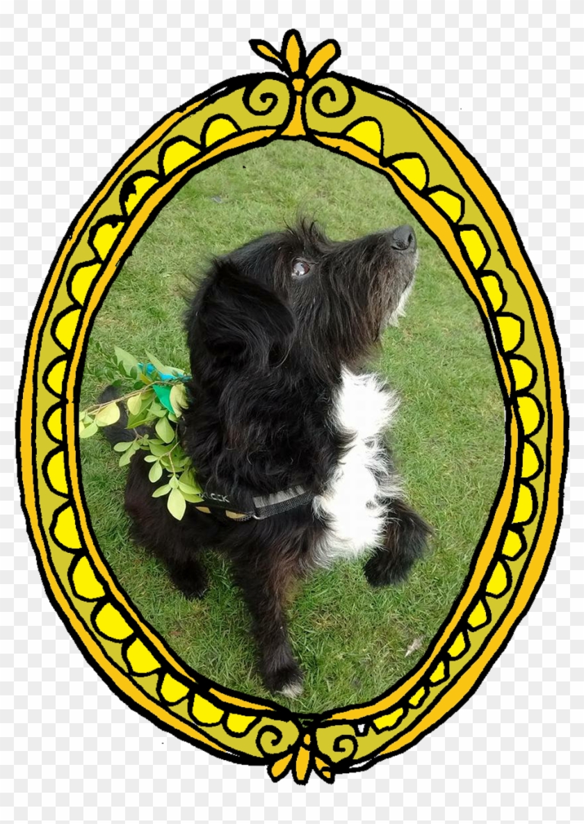 Canine Support - Schnoodle #1217836