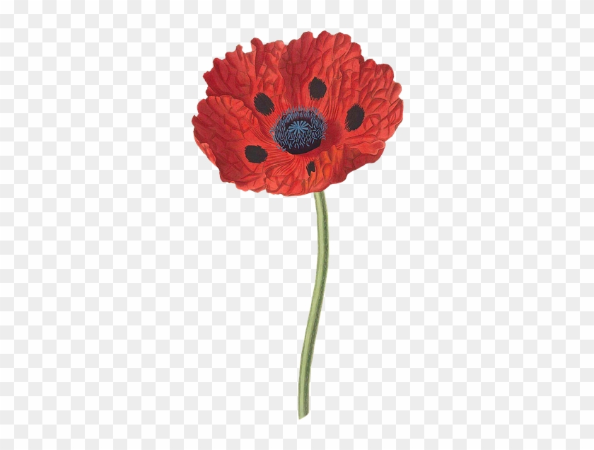 Poppy Background Cliparts 10, Buy Clip Art - Address Book: Glossy And Soft Cover, Large Print, Font, #1219486