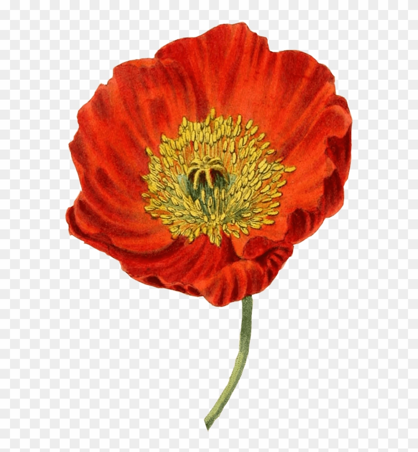 Stickpng003 Load20180523 Transparent Png Sticker - Poppy Flower Botanical Illustration #1219488