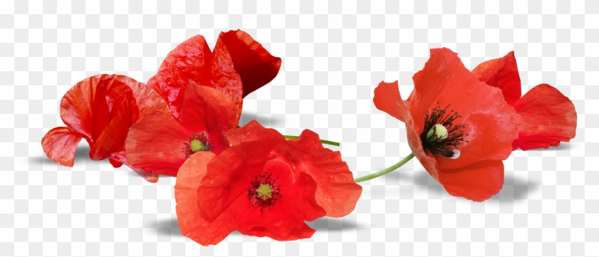 U-2732399954, Red Poppy, Quality Penelope Herman - U-2732399954, Red Poppy, Quality Penelope Herman #1219489