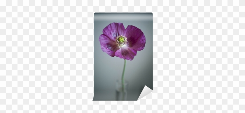 Poppy Flower In A Vase And Dark Background Wall Mural - Poppy #1219498