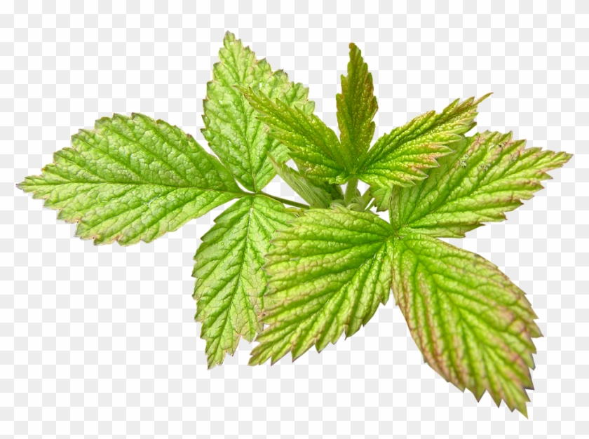 Raspberry, New Leaf, Spring, Season - Red Raspberry #1219669