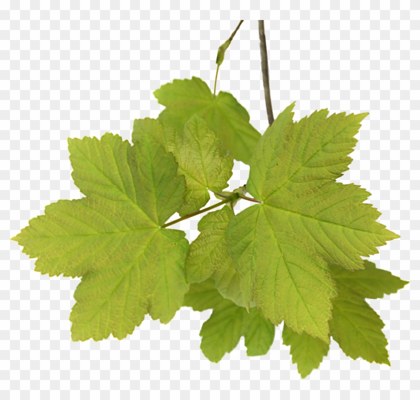 Leaves, Acer, Png, Graphics, Clipping - น้ํา มัน หอม ระเหย สะระแหน่ #1219674