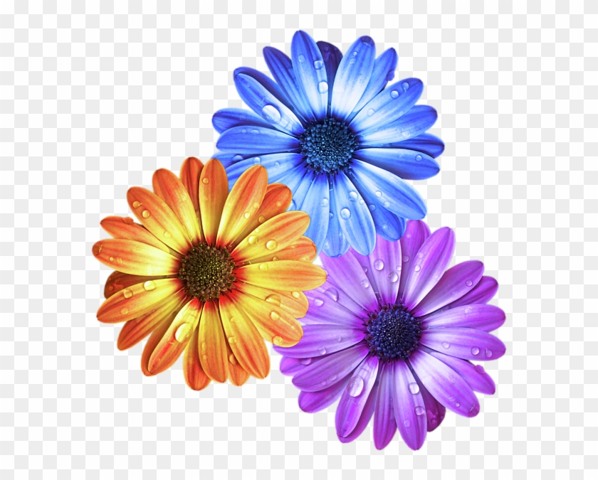 Click And Drag To Re-position The Image, If Desired - Colorful Daisies #1219873