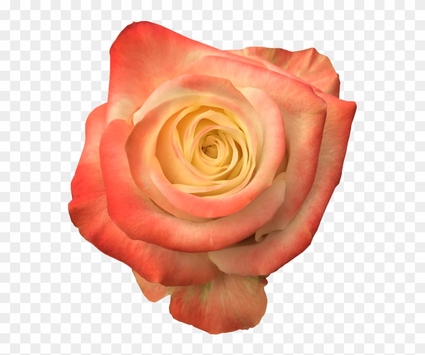 Display All Pictures - Floribunda #1219902