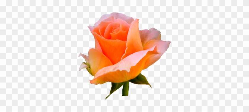 Fleurs Sur Fond Transparent - Floribunda #1219939