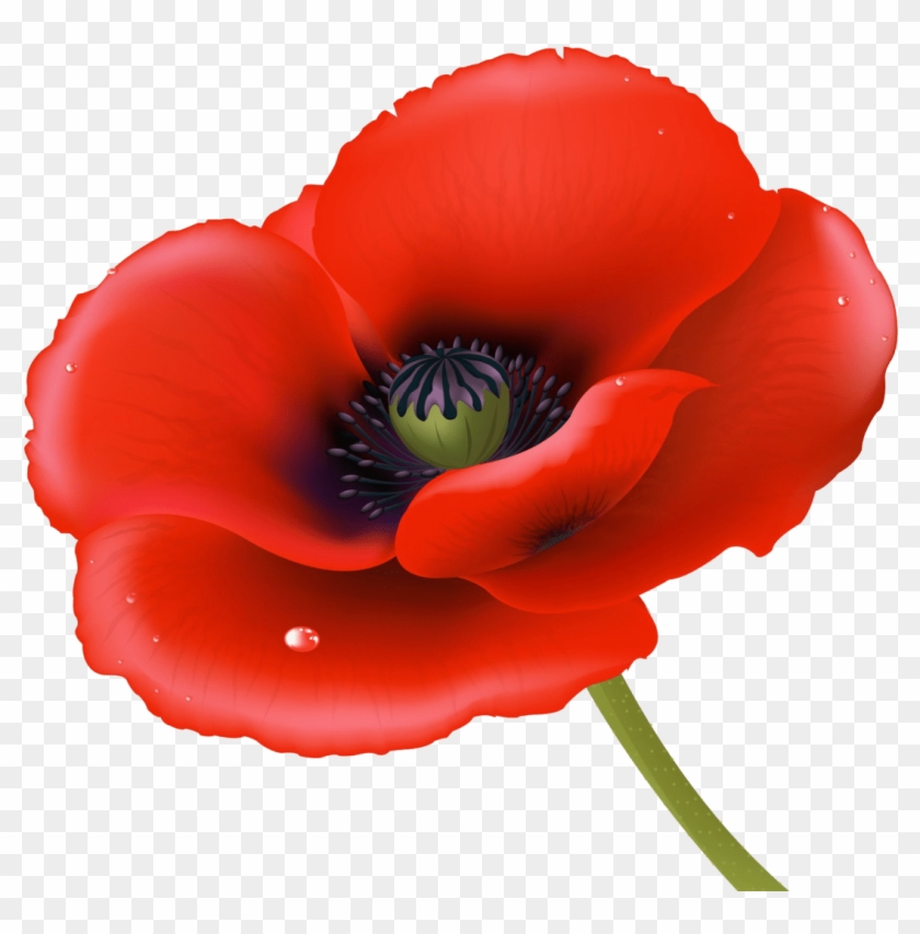 Poppies Red On Red #1220241