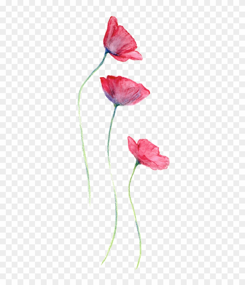 Poppies - Poppy #1220301