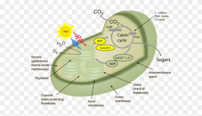 Photosynthesis And Cellular Respiration Essay Diamond - Calvin Cycle 3d Model #1220470