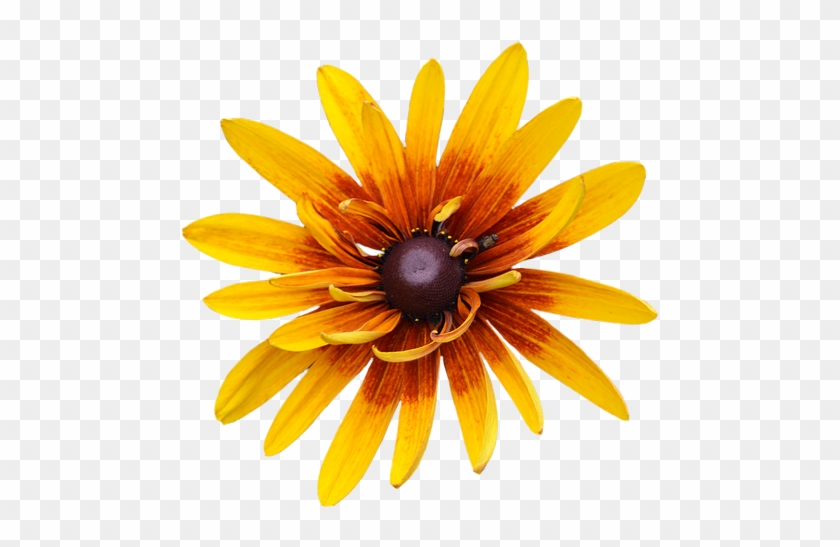 Gazania Png #1220893
