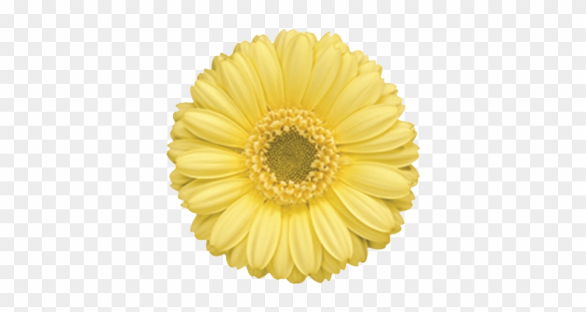 Gerbera - " - Bravia #1220957