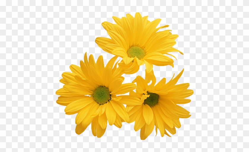 Chrysanthemum Yellow Flower White Stock Photography - Wish You A Sunny Day #1220975