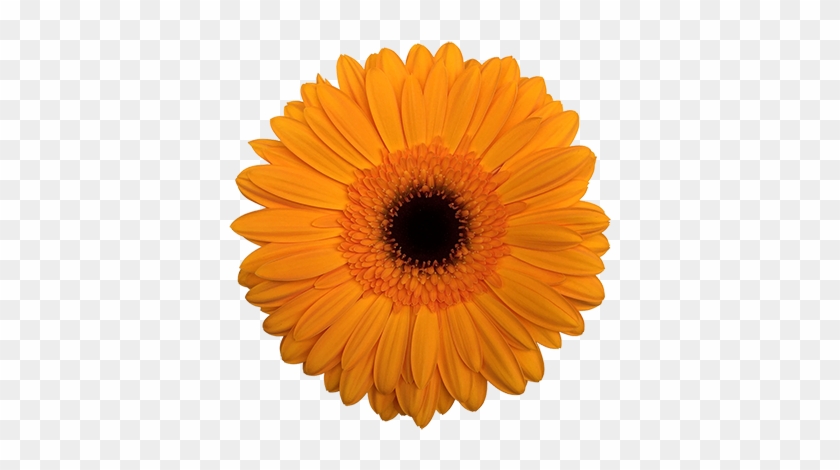 Caring For Your Cut Flowers - Orange Flower Transparent Background #1221006