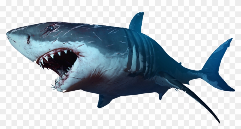Shark - Shark #1221654
