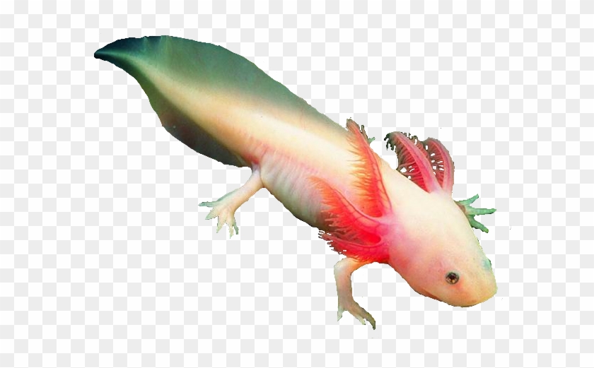 Image Axolotlpng - Ajolotes Png #1221696