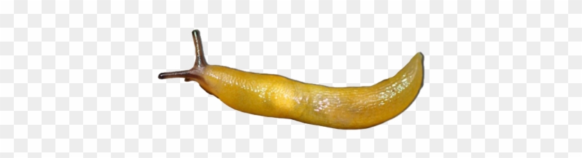 Transparency On Tumblr - Lemon Slug #1221715