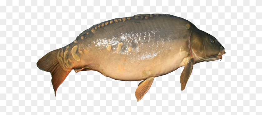 Mirror Carp No Background Transparent Image Fishing - Carp With Transparent Background #1221816