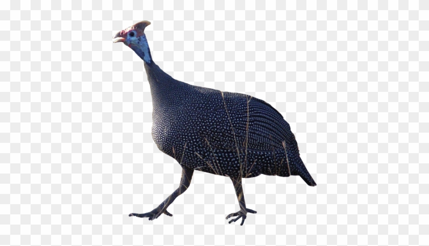 Animals/birds/helmeted Guineafowl - Guineafowl #1221818