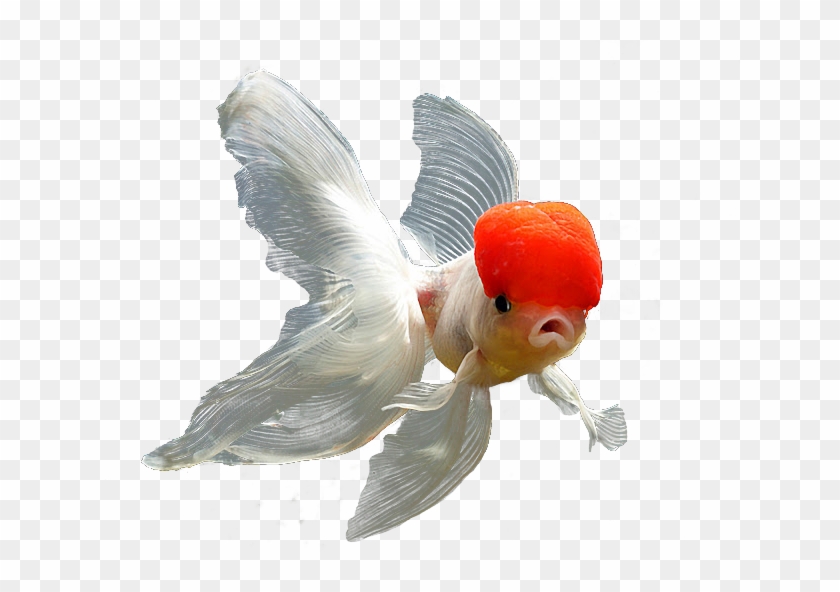 Totally Transparent Transparent Goldfish - Red Cap Oranda #1221832