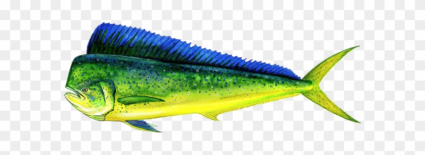 Explore Mahi Fish, Mahi Mahi, And More - Dolphin You Can Eat #1221936