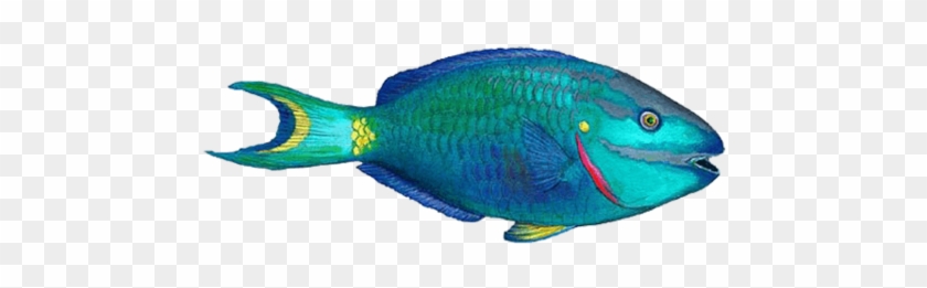 Parrotfish - Walls Of The Wild Combo Fish Pack Overstock! #1222047