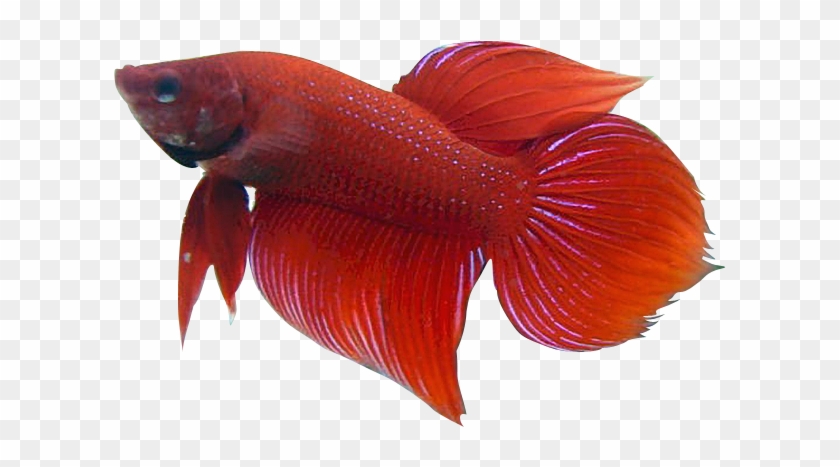 Betta Fish Clip Art - Red Betta Fish Clipart #1222695