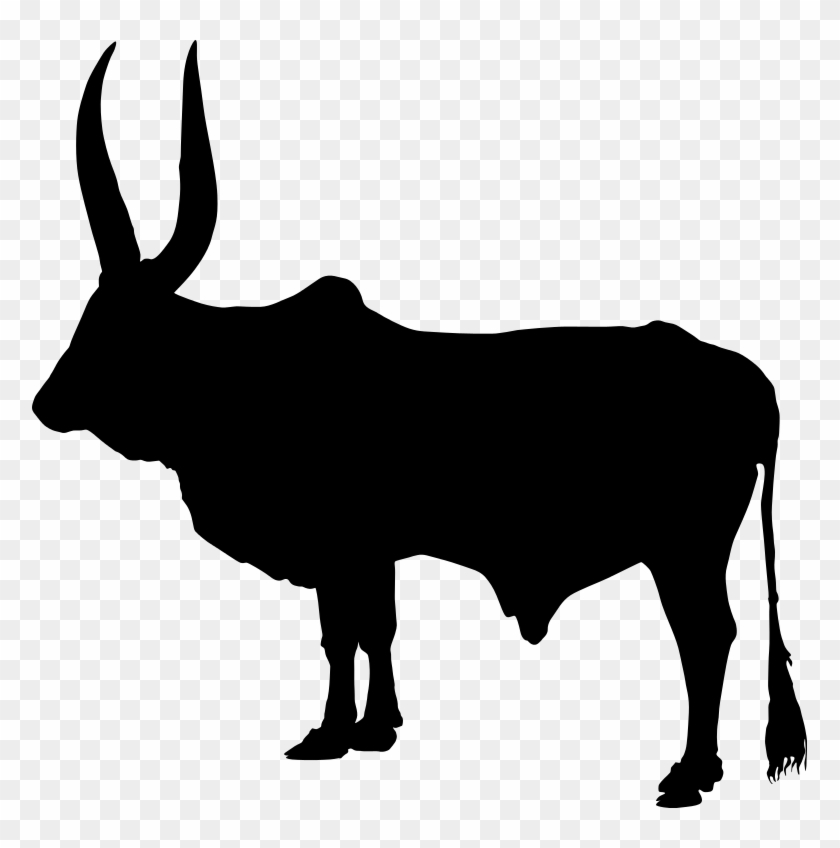 242 × 240 Pixels - Zebu Silhouette Png #1222917