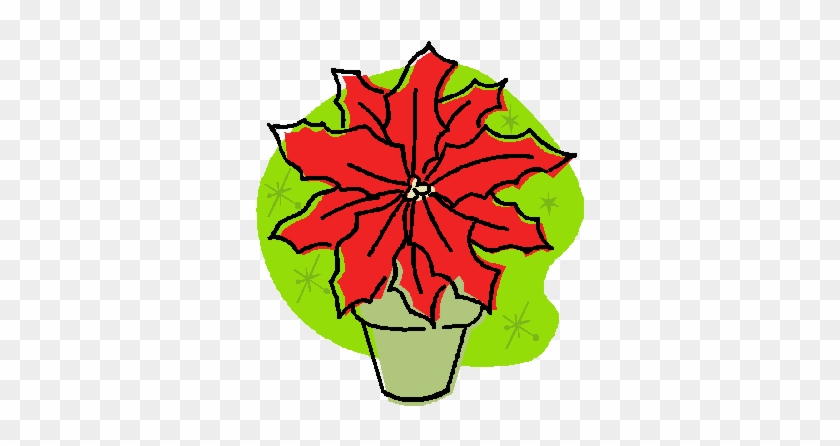 Pointsettia - Plant #1223177