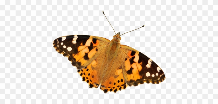 Butterfly Png,butterfly Transparent Background,for - Tin Sign: The Butterflies In Our Gardens, 40x30cm. #1225836