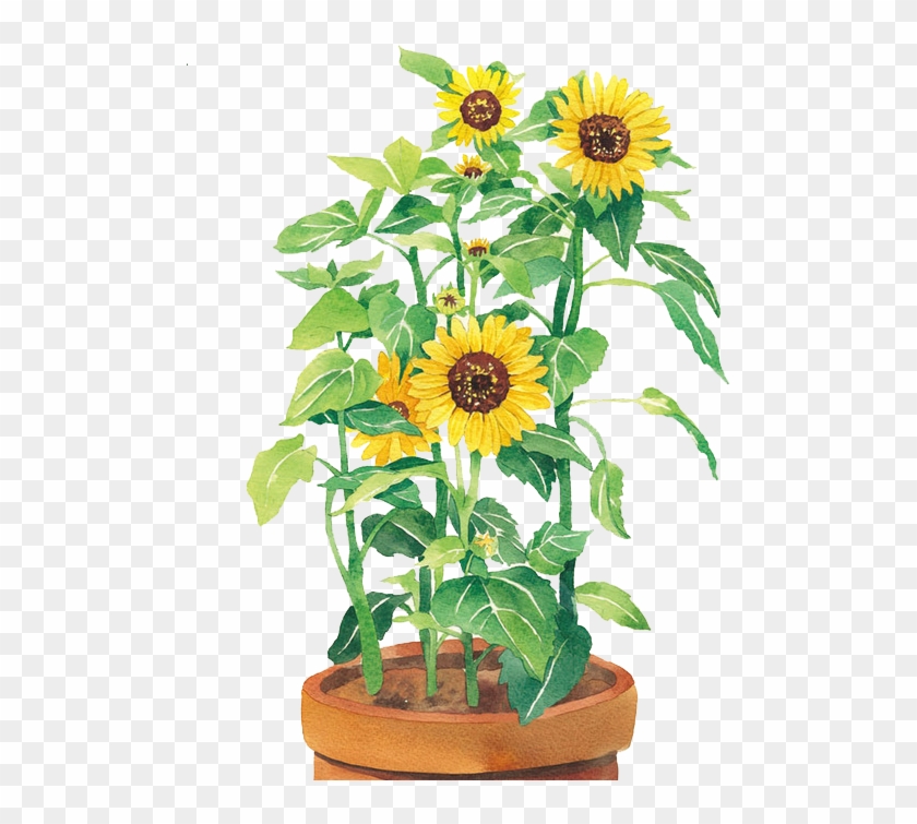 Watercolor Painting Common Sunflower U58a8u7da0 - Watercolor Painting #1225938