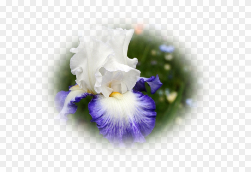 Iris #1226831