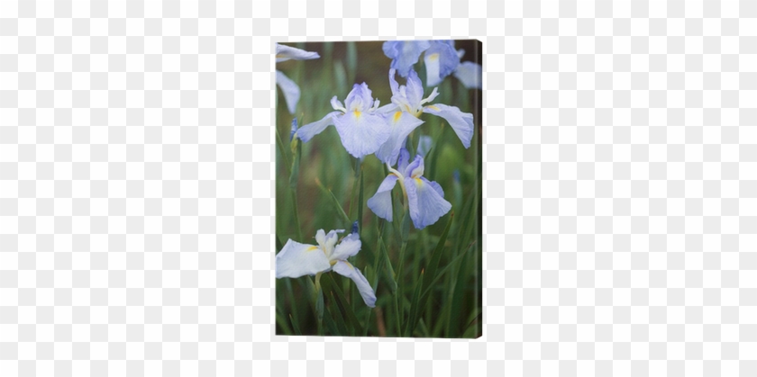 Cuadro En Lienzo Iris Luz Mizuno • Pixers® - Iris Japonica #1226838