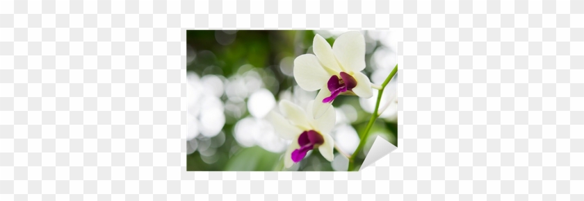 Pansy #1226931