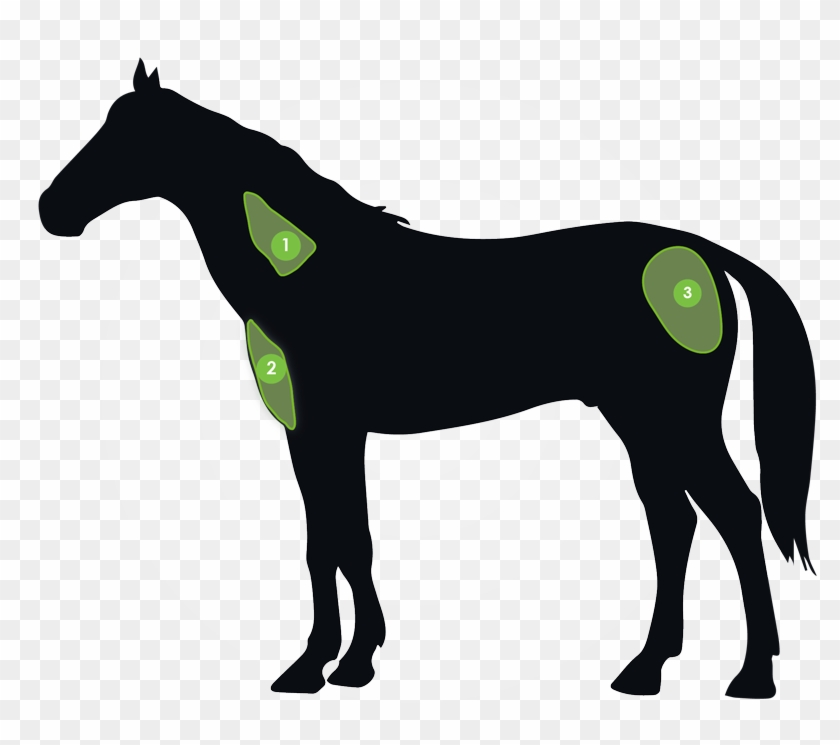 Suitable Sites For Osphos Injection - Intramuscular Injection Sites For Horses #197859