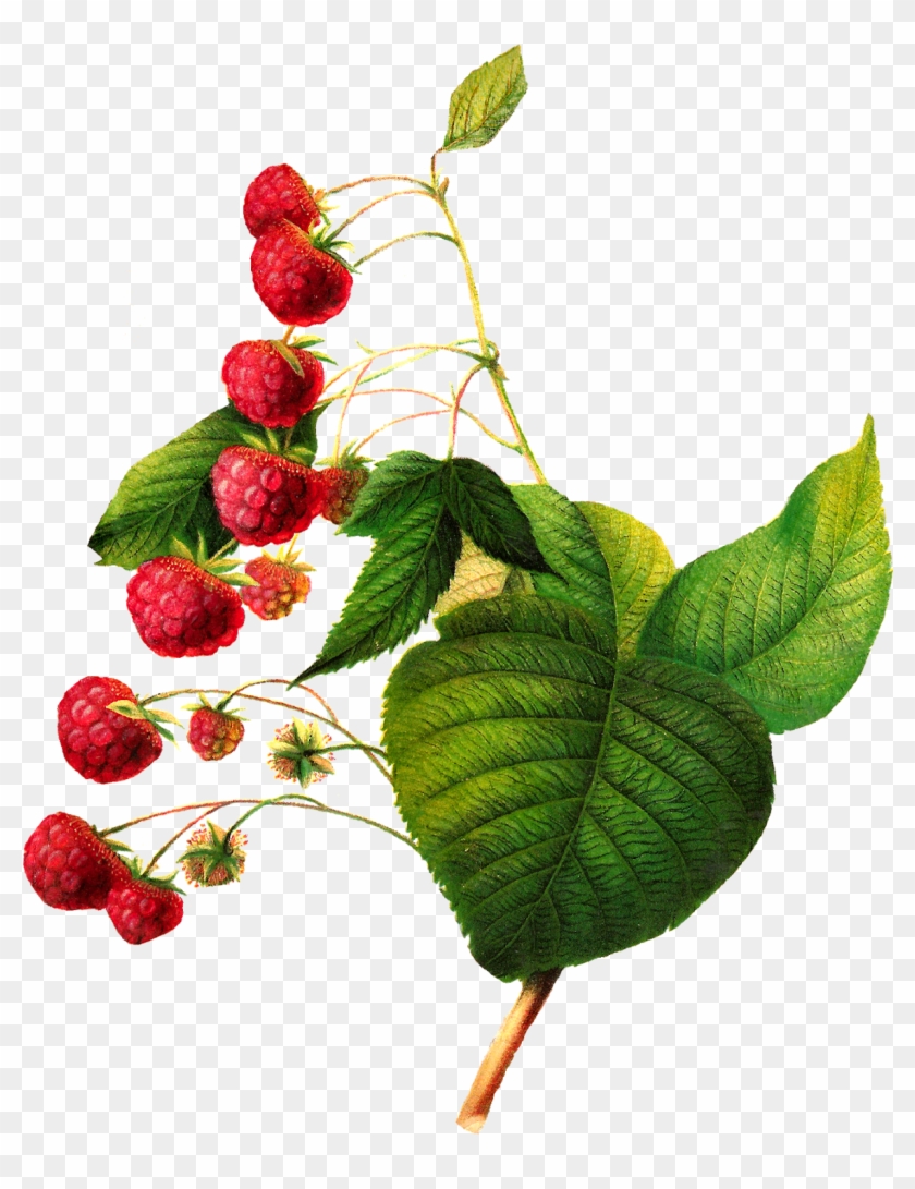 As A Design Element For Creating Recipe Cards This - Botanical Fruit Illustration #200620