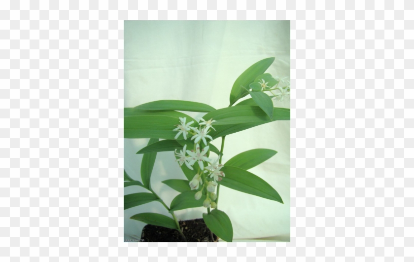 Maianthemum Stellatatum - Perennial Plant #1226995