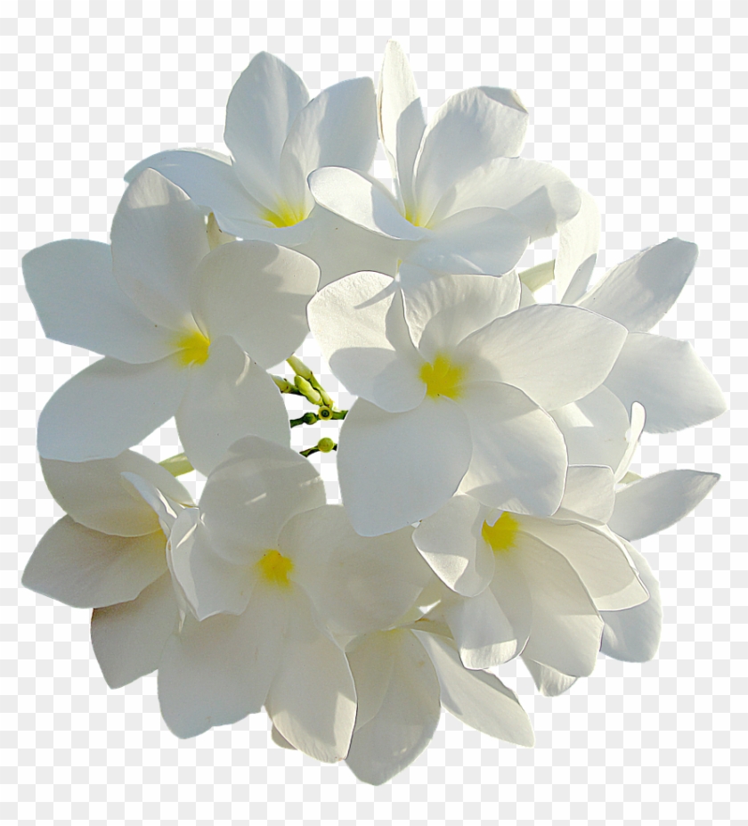 White Flowers Bouquet Of Flowers Png Image - White Plumeria Personalized Bridesmaid Tote, Adult #1227005