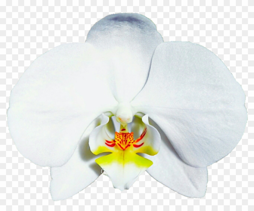 Bridal White Orchid By Jeanicebartzen27 - Orchids #1227074