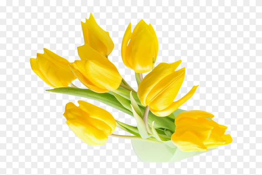 Yellow Tulips - Xinhuaya 100pcs Tulips Seed Flower Seeds Bonsai Plants #1227127