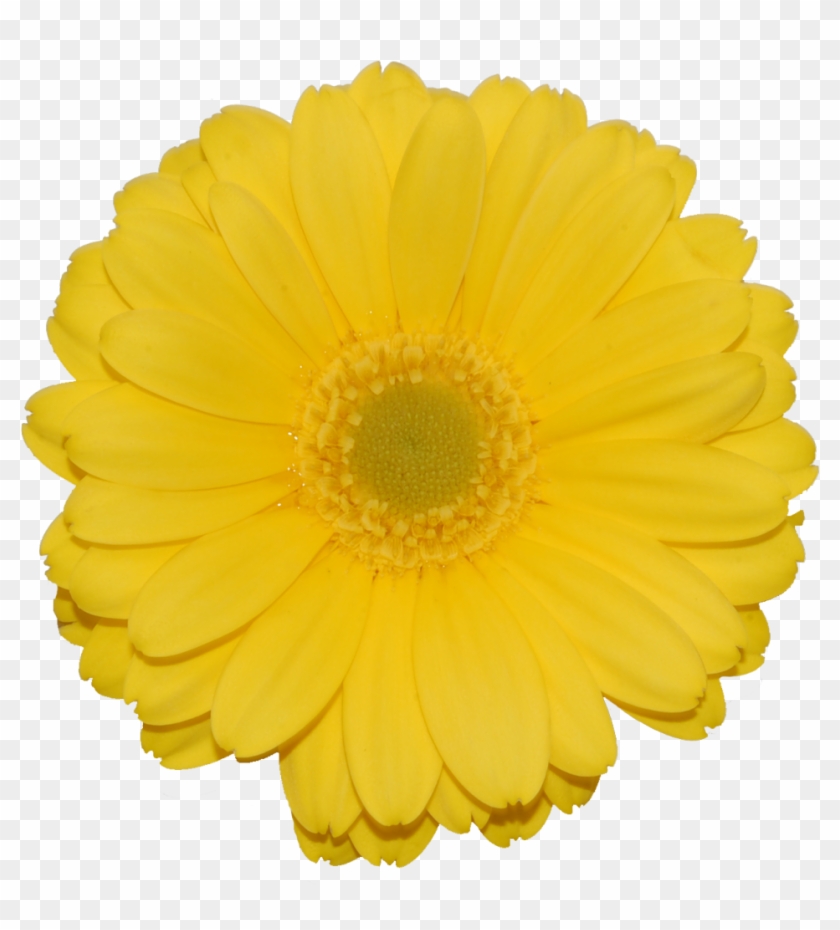 Gerberas - Yellow #1227137
