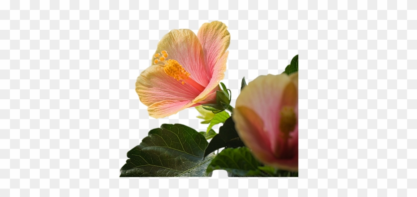 Fleur - یا مهدی ادرکنی #1227169