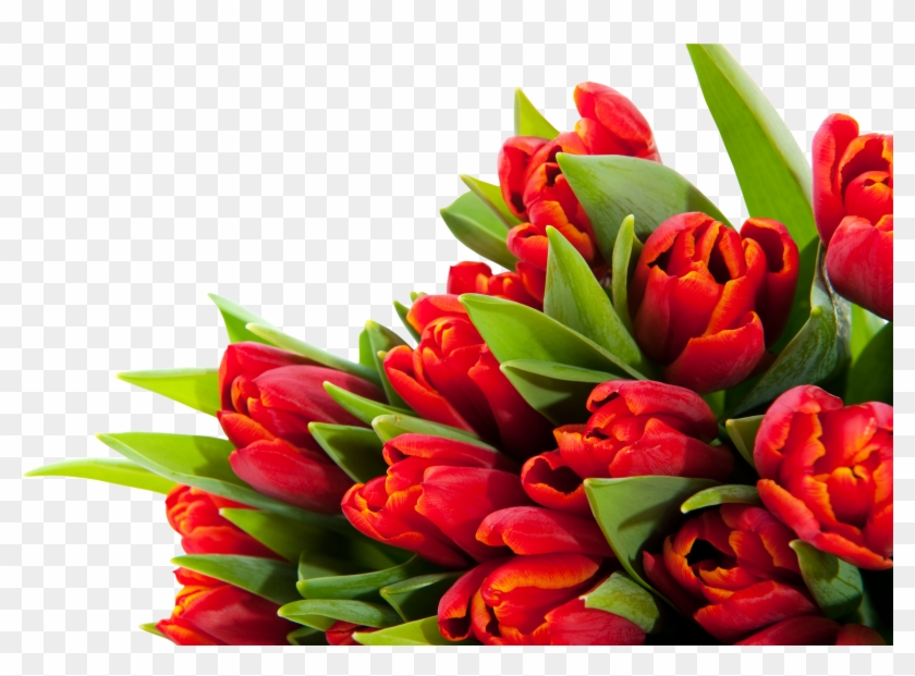 Gz-60, Backgrounds V - Alles Gute Zum Geburtstag Blumen #1227381