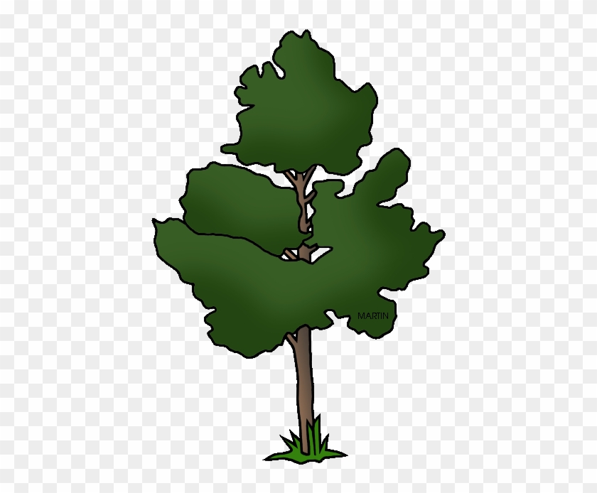 New Mexico State Tree Pinon Pine - United States Of America #1227593