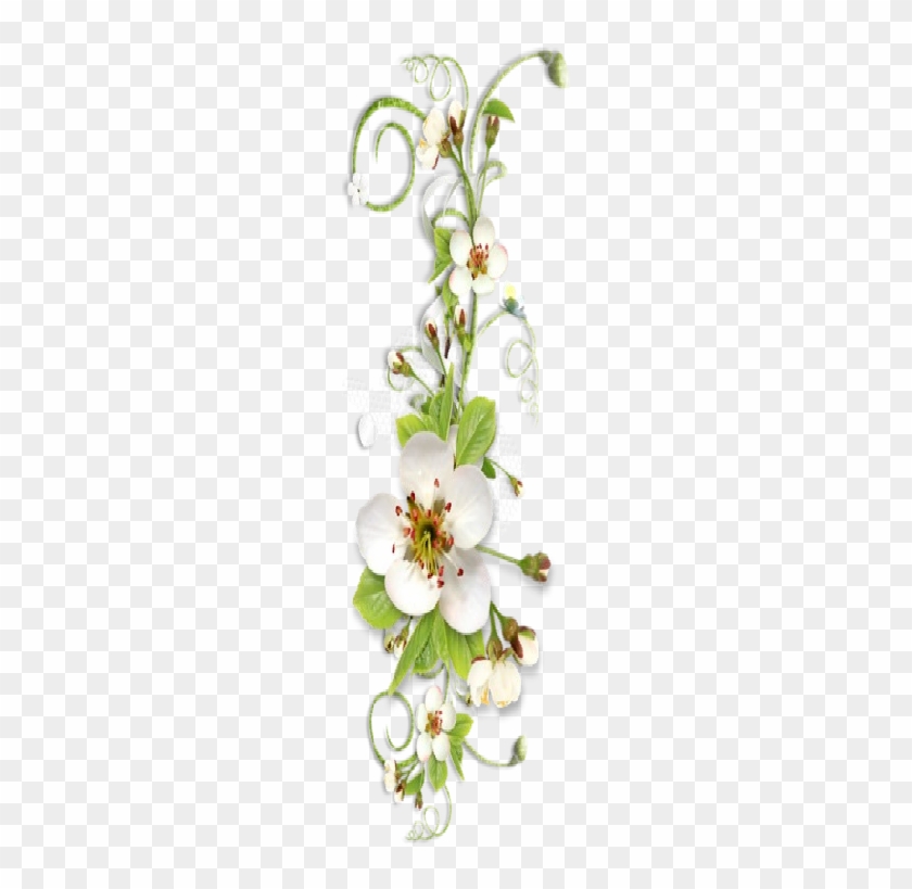 Rosa Sericea #1228890