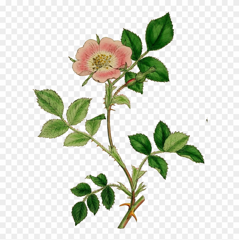 Kirk - Rosa Micrantha #1228998