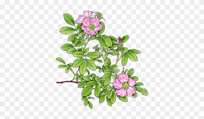 Rosa Blanda By Botanical Artist Bobbi Angell - Rosa Canina #1229019