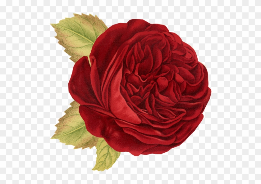 Red Rose - Mother's Gratitude Journal [book] #1230129