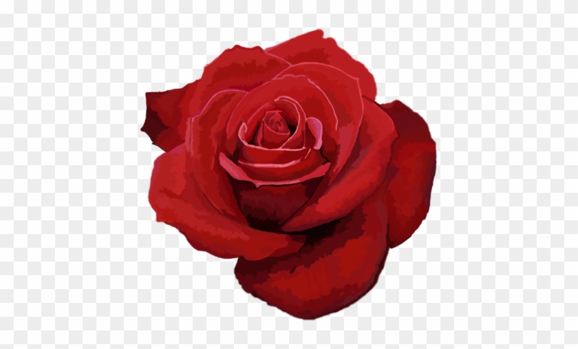 Red Rose By Equinerenaissance - Floribunda #1230657