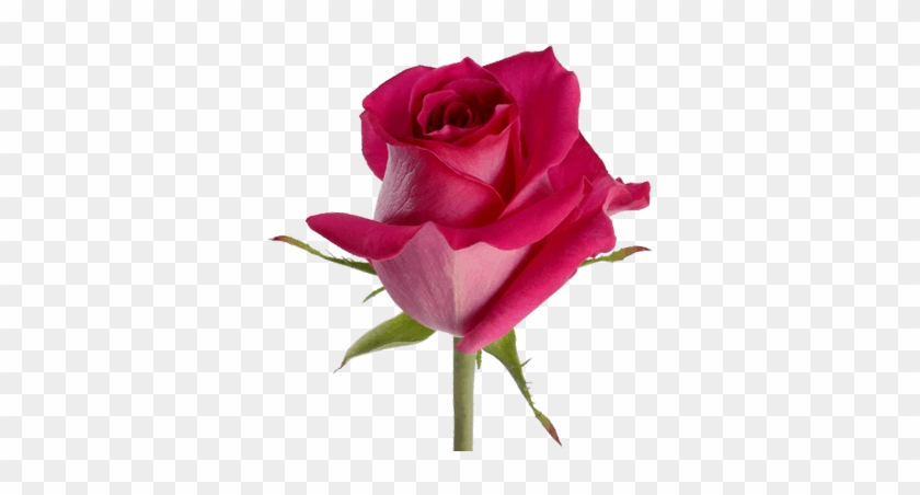 Rose #1230685